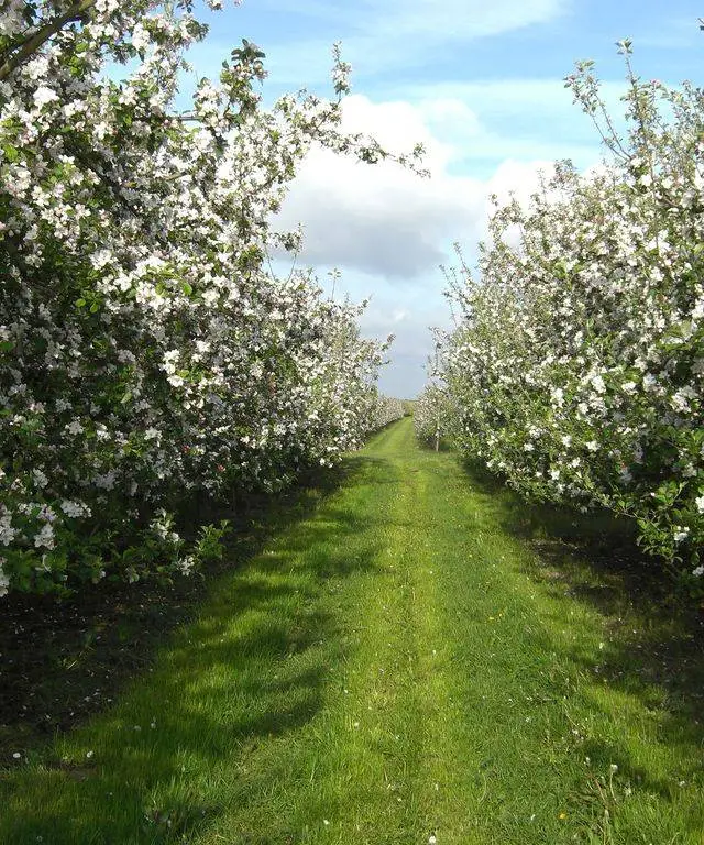 Blühende Apfelbäume im Alten Land